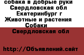 собака в добрые руки - Свердловская обл., Екатеринбург г. Животные и растения » Собаки   . Свердловская обл.